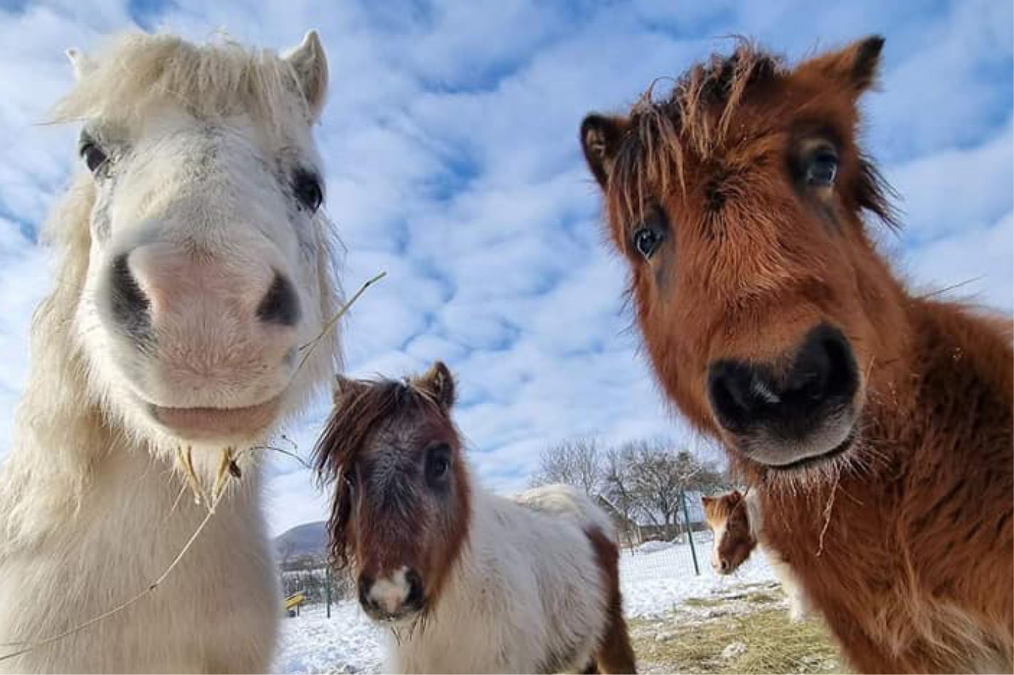 Parcul de mângâiere animale „Babusgató”