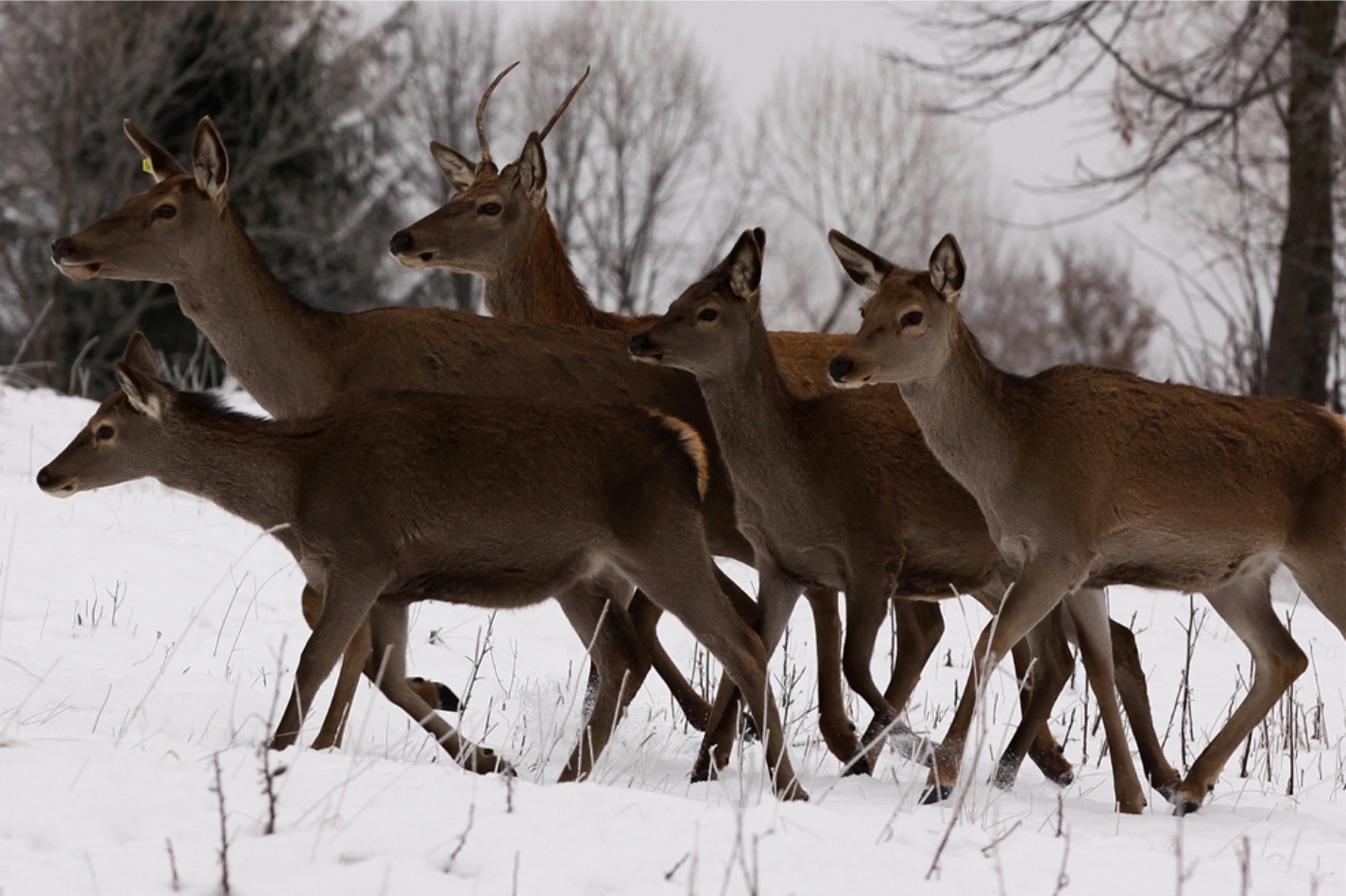 Parcul de animale sălbatice 